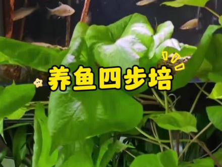 养鱼四步培,让你养鱼更简单#养鱼小知识 #养鱼日记 #养鱼日记