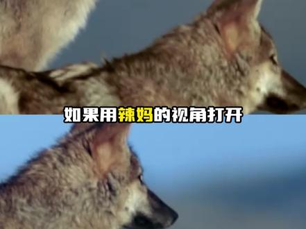 在辣妈的视角里,它可能是最清楚格林是有多爱妈妈的人...#格林#重返狼群#李微漪#爱情#狼王