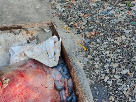 一大早去牛场买来一车牛下水,中午牛百叶炒蒜薹,其余煮煮喂猫狗#牛下水