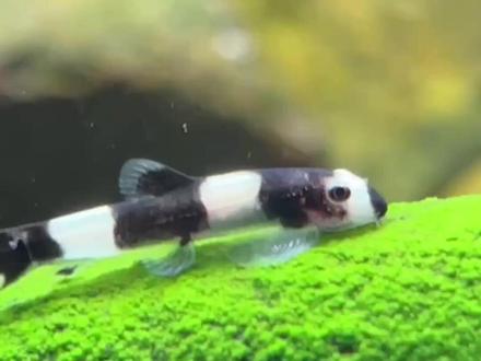 泥鳅、花鳅、熊猫鳅!中国百种「鳅」你见过几种? #钓鱼知识 #鱼类科普 #泥鳅 #花鳅 #熊猫鳅
抓过泥鳅的,都是有故事的老江湖!很多人小时候在水沟、田埂边抓过泥鳅,但你知道“泥鳅”其实只是“鳅类鱼”的一种吗?在我国,广义上的“鳅类鱼”涉及鳅科、条鳅科、沙鳅科、爬鳅科四大类,分布着上百种鱼类,形态各异、习性不同,甚至还有国家保护动物,比如“熊猫鳅”——厚唇瑶山腹吸鳅!
今天咱们盘一盘鳅类的鱼,涉及4科14属20多个品种。从我们最熟悉的泥鳅属讲起,辨别野生泥鳅和养殖黄板鳅的方法,到花鳅属、后鳍花鳅属、原花鳅属等丰富多彩的花鳅品种。接着介绍造型奇特、广受观赏爱好的沙鳅科,如大刺色鳅、蓝皮鼠、阿凡达鼠等水族宠儿,还有那些不能吃的保护种类:中华金沙鳅、东方薄鳅等。
再来是数量最多、分布最广的条鳅科,比如高原鳅属、南鳅属、云南鳅属,美丽小条鳅怎么辨认?视频中给出五个关键特征。最后是爬鳅科的“吸盘侠”,这些鱼常贴附在岩石上,种类包括拟腹吸鳅、华吸鳅等,其中不乏颜值爆表的琵琶鱼、贵爬、东坡拟腹吸鳅等。
视频内图文并茂,方便大家收藏对照。如果你也曾抓过泥鳅、见过奇怪的“鳅”,欢迎在评论区晒图@我,一起揭开这类鱼的神秘面纱!