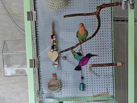 #真实生活分享计划 #自制鸟笼#透明亚克力鸟笼 #自制鸟笼