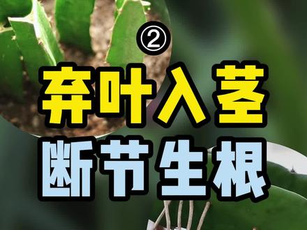 火龙果树身上这些白色的须须是什么?#星河知识计划#火龙果#水果#涨知识 @抖音青少年