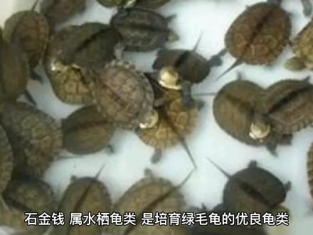 石金钱龟,名称、别名、习性、营养成分介绍!