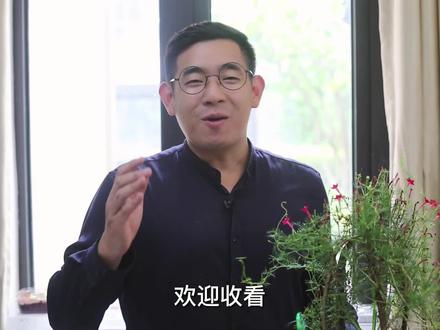 茑萝松怎么养?园艺师教你,茑萝松收藏版养护教程#养花