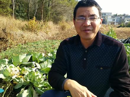 地里的包菜出现组织腐烂情况,究竟是什么病?做好这些措施最重要