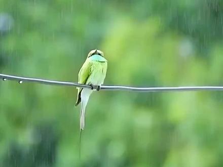 诗意见视频最后
部编版小学语文六年级下册 古诗10首 《早春呈水部张十八员外》课文朗读
#古诗词 #小学语文 #课文朗读 #课文动画