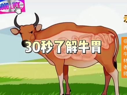 养牛人别划走,30秒了解牛的四个胃#三农 #养牛 #牛羊养殖
