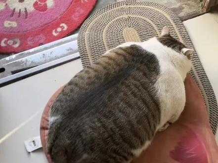 全网最胖的狸花猫“张煤球”人送外号卡车猫,半挂猫,煤气罐猫#狸花猫 #胖猫 #大胖猫 #这猫不太聪明的样子 #猫咪的迷惑行为