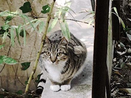 好养的平价宠物 63d952f9e0c89177fa13ee4086104e6e~tplv-dy-resize-origshort-autoq-75:330.jpeg?x-expires=2016723600&x-signature=urxyk7gyZEsjqx%2Faw3RjcWvVay8%3D&from=3213915784&s=PackSourceEnum_AWEME_DETAIL&se=false&sc=cover&biz_tag=pcweb_cover&l=20231201014203A5059AE63C868544F632