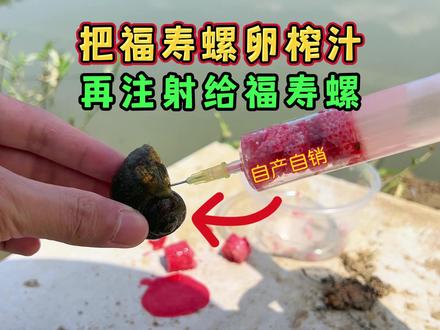 把福寿螺卵榨成汁再注射到福寿螺体内,会发生什么逝? #趣味测试 #男生减速带 #福寿螺