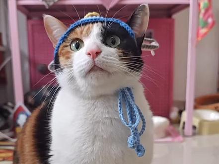 试图用卖萌蒙混过关最后#猫 #萝卜纸巾 #萌宠 #笨猫 #猫咪猫咪猫咪猫咪