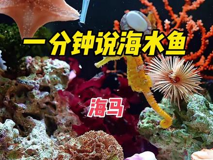 一分钟说海水鱼~海马! #海缸 #海缸日记 #海缸开缸教程新手入门 #海缸趣事 #海马