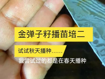 金弹子籽播苗培播种。#盆景 #金弹子#绿植#盆景艺术