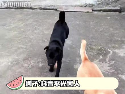 能被安排上木棍的,没一个是省心的 #狗狗 #玩玩没想到 #狗子限速器 #训狗