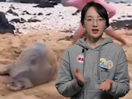 祖传手法?南极的科学家摸完海豹都要给它一耳光? #国际海豹日 #南极考察 #动物保护 #谣零零计划 @抖音辟谣
