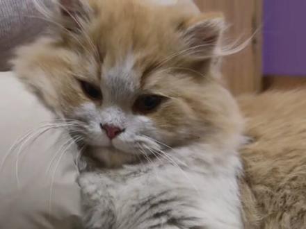 流浪太苦了,2025你有新家啦 #流浪猫 #猫猫 #救助流浪动物