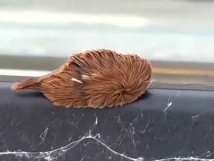 路边的虫子不要随便摸#自然界动物 #毛毛虫 #科普一下