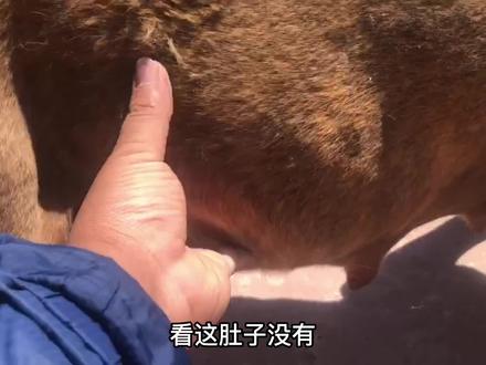 卡斯罗虎妞怀孕肚大如球,主人准备一盆羊肉补营养,这待遇绝了! #狗狗 #猛犬 #宠物 #卡斯罗 #虎妞