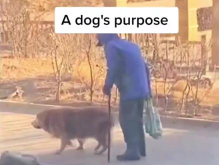 狗狗髋关节发育不良,其实是很多主人都后悔的一件事情…#大型犬 #狗狗 #宠物知识 #狗狗健康
