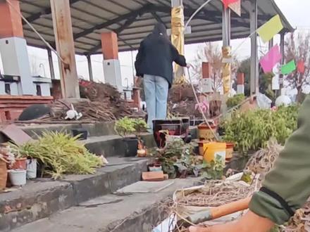 第一次在尼龙袋子栽红薯。