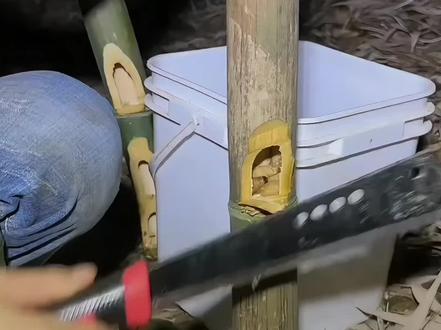 竹子内为什么有虫子?#竹象虫