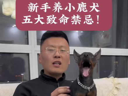 新手养小鹿犬,这五件事千万别做错,很多人第一条就做错了,越养狗就毛病更多,记不住的点赞收藏,以后观看#小鹿犬 #用抖音记录人生 #小鹿犬和铲屎官日常 #养狗经验分享 #抖音小助手dou上热门