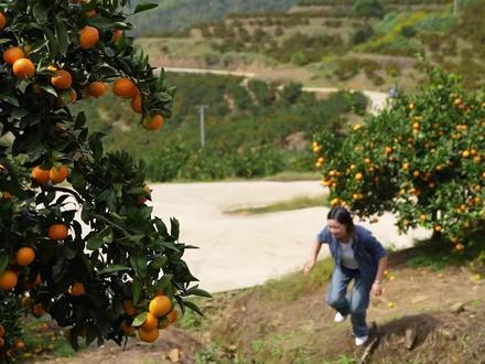 由良考验的是种植的经验,所以产量很少,也很少见,个头比较小,算缺点还是优点?#新鲜应季水果 #橘子
