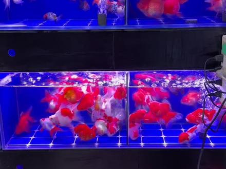 #兰州西关木塔巷花鱼店 冷水鱼到货了#观赏鱼 #水族 #金鱼 #泰狮