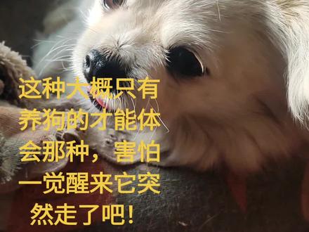 亲身经历,今天给大家说一下,狗狗不能吃鱼腮,不能吃鱼鳃,不能吃鱼鳃,因为鱼鳃是鱼的呼吸器官,可能含有大量的细菌、寄生虫和其他有害物质,这些物质在狗狗食用后可能会导致腹泻、呕吐、食欲不振等症状。此外,鱼鳃中可能含有重金属如汞和铅,有一些基础病的和老年期的狗,食用可能会导致重金属中毒,影响狗狗的神经系统、肝脏和肾脏功能昨天晚上小灰灰以为偷吃了一块鱼鳃,出现了中毒,十点发现它只是不想动没有精神,十一点半下播的时候,突然出现抽搐,紧跟着就出现了口吐白沫,眼睛瞳孔放开,出现了灰色状态,整只狗处于昏迷状态。把我吓惨了,赶紧于医生联系沟通,给它用,吸附毒素,喂适量活性炭(每公斤体重1g,溶于水),吸附肠道内未吸收的毒素,一晚上把它抱着在窗户边保持呼吸通畅,害怕出现呕吐,好及时清理口腔异物,避免窒息;然后将它侧卧,一直观察它的舌头,防止舌头后坠。整整一宿,眼睛都不敢眨一下。