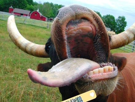 民间故事:#十二生肖牛为什么没有上牙