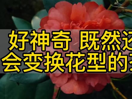 花型多变得夏日四季茶花夏梦文清开花的时候真是美呆了!#诚信苗木人 #农业种植 #新农人计划 #花中西施