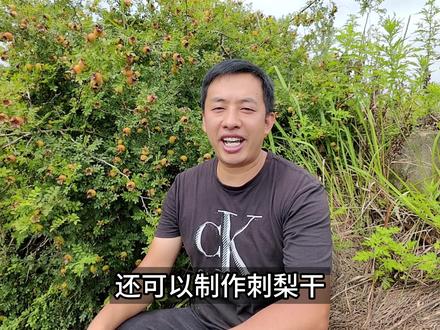 这种野果的维C含量是猕猴桃的10倍以上,堪称“维C之王”#刺梨 #刺梨干 #缫丝#野果子有认识的吗 #野果