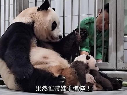 果然谁带娃谁憔悴!爱宝同时拥有两个费头子,被折磨到生无可恋#爱宝 #熊猫 #国宝 #娱乐 #热门 #福宝