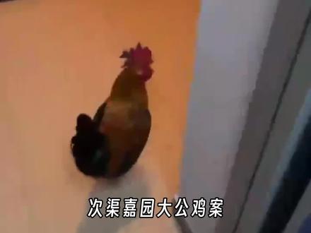 这就是轰动京城的次渠嘉园大公鸡案#万万没想到 #大公鸡案 #北京