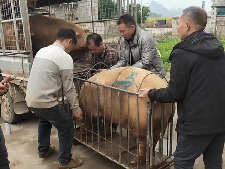 年底开始宰猪过年了,看看煊爸养的土猪怎么样?熟食喂养不放饲料 #农村生活 #记录真实生活 #农村养猪 #年猪 #农村人日常生活