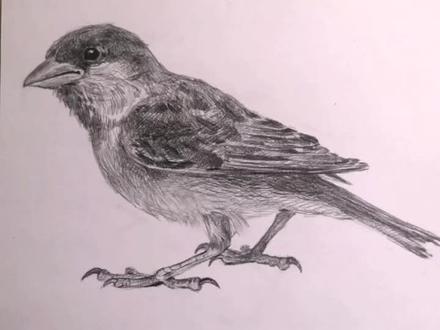 素描画麻雀,局部刻画#素描 #素描动物 #画画