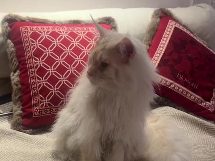 笨蛋版胡萝卜纸巾
#胡萝卜