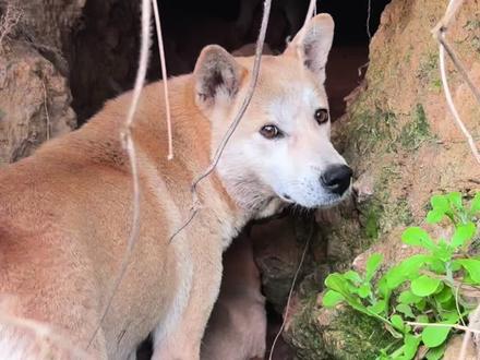 为什么母狗会把小狗生在野外 #中华田园犬 #大黄狗 #小狗崽