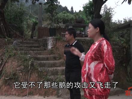 老罗的鸬鹚出去流浪两个多月,天气冷了混不下去,飞回家来过冬