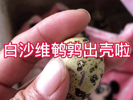 从一个蛋变成一只鹌鹑的过程。#在家孵蛋 #白沙维鹌鹑 #孵化