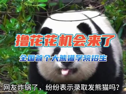 想撸花花?考这个学院就行?真相是……#大熊猫 #来这吸熊猫 #熊猫花花 #熊猫和花