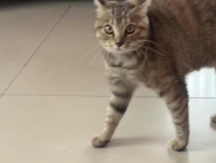 #猫咪 #猫#哈吉米 怎么回事一见面就开启棘背龙形态