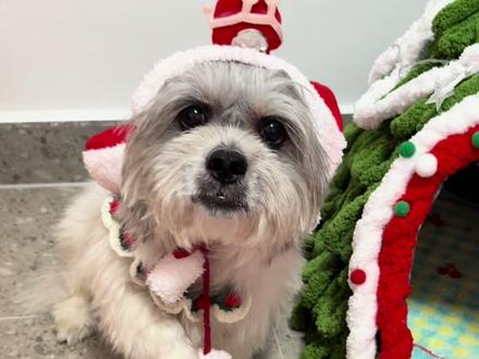 萝卜纸巾这题我家小宝也会,#萌宠出道的计划 #胡萝卜纸巾猫 #萌宠日常记录 #小狗日记