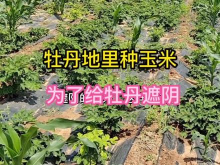 #牡丹种植 #牡丹养护 #洛阳牡丹 大面积的牡丹小苗,过夏怎么做遮荫处理。#抖音助农