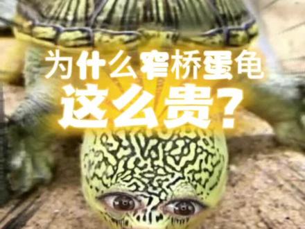 #龟龟🐢 #神奇动物在抖音 #养龟日常 #龟宠时代 #窄桥蛋龟 比一克金子还贵的龟??