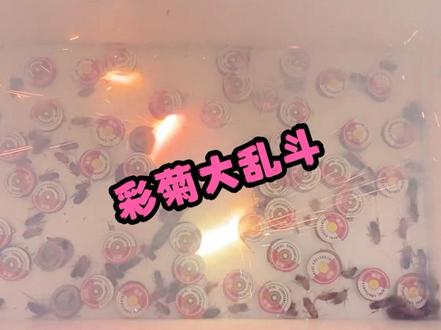 彩菊大乱斗,越转越上头! #蟑螂 #水蛭 #彩菊烟花