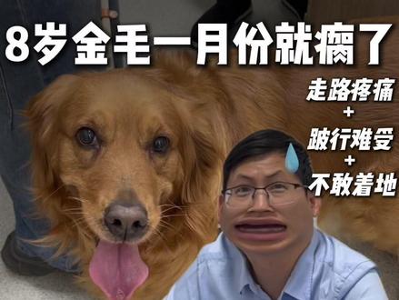 8岁拉布拉多一月份就瘸了! 拖的时间越久,术后恢复时间就会越长!
前十字韧带撕裂后,如果长时间不管,
可能还会造成严重关节炎的问题!
#狗瘸了 #十字韧带断裂 #TPLO #狗跛行 #前十字韧带断裂