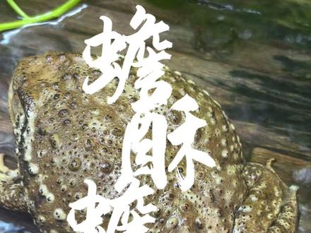 蟾蜍,蟾酥蟾衣 #蟾蜍 #癞疙宝 #蟾酥