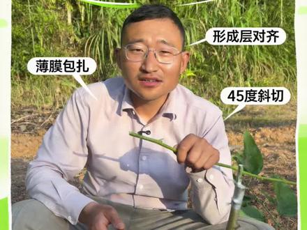 嫁接教程系列,芽接视频来了,这个更新速度可以吧#农业 #种植小技巧 #嫁接技术#农业种植 #乡村守护人