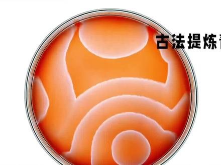 穿越必备技能,古法制作青霉素!